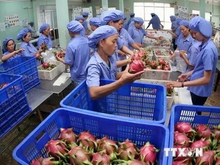 Áo sơ mi cổ bèo: Áo sơ mi cổ bèo là một trong những lỗi thời trong thời trang mà